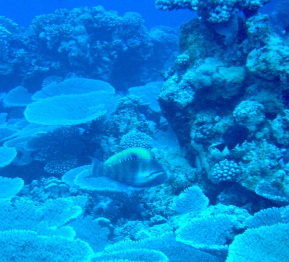 Highfin Parrotfish