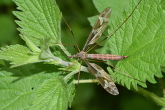 Tipula maxima
