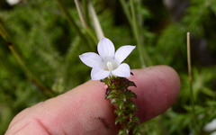 Roella amplexicaulis