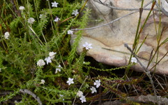 Roella amplexicaulis
