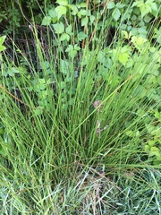 Juncus effusus pacificus