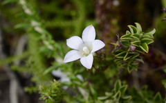 Roella amplexicaulis