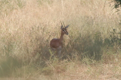 Gazella bennettii