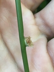 Juncus effusus pacificus