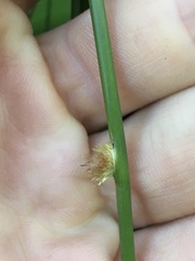 Juncus effusus pacificus