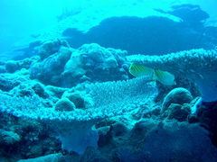 Chaetodon pelewensis