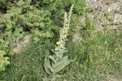 Verbascum undulatum