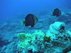 Dascyllus flavicaudus