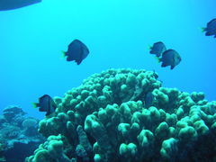 Dascyllus flavicaudus