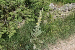Verbascum undulatum