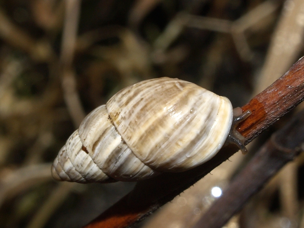 Bulin Snails
