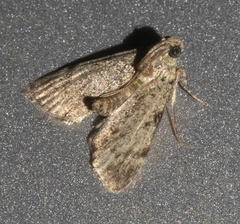 Epipaschia superatalis