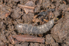 Allacrotelsa spinulata