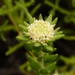 Phylica dioica - Photo (c) Vera Frith, μερικά δικαιώματα διατηρούνται (CC BY-NC), uploaded by Vera Frith