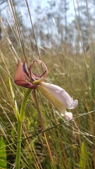 Cleistesiopsis divaricata