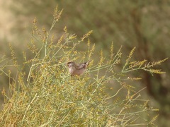 Bucanetes githagineus