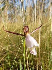 Cleistesiopsis divaricata