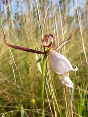 Cleistesiopsis divaricata