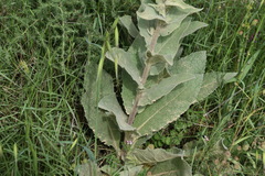 Verbascum undulatum