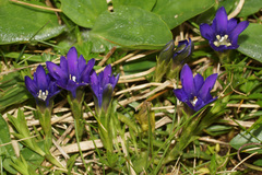 Gentiana dshimilensis