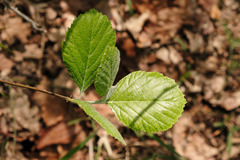 Karpatiosorbus