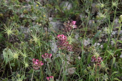 Anthyllis vulneraria rubriflora