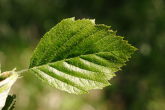 Karpatiosorbus