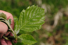 Karpatiosorbus