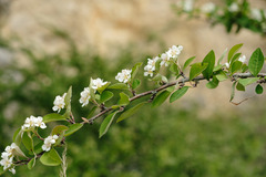 Cotoneaster multiflorus