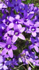 Campanula rapunculus