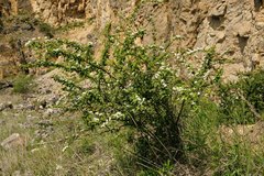 Cotoneaster multiflorus