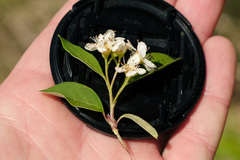 Cotoneaster multiflorus