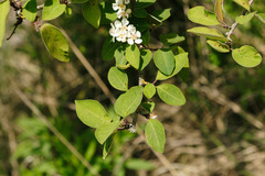 Cotoneaster multiflorus