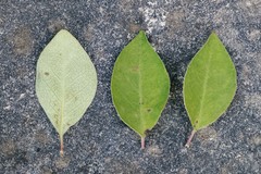 Cotoneaster multiflorus