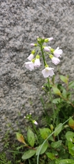 Cardamine pratensis