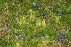 Pinguicula balcanica