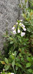 Cardamine pratensis