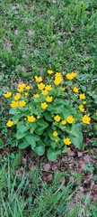 Caltha palustris