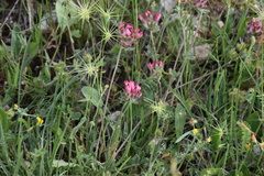 Anthyllis vulneraria rubriflora