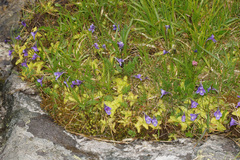 Pinguicula balcanica