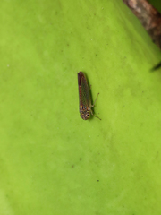 Macugonalia cavifrons