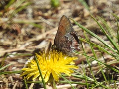 Callophrys mossii