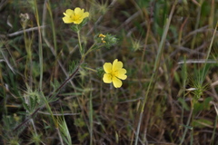 Potentilla hirta