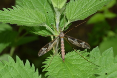 Tipula maxima