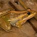 Nile Ridged Frog - Photo (c) Tyrone Ping, some rights reserved (CC BY-NC), uploaded by Tyrone Ping