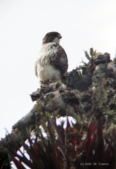 Buteo albigula