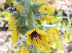 Verbascum boerhavii