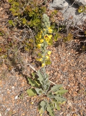 Verbascum boerhavii
