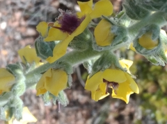 Verbascum boerhavii