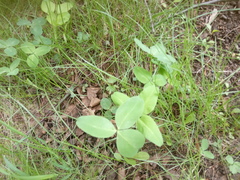 Trifolium medium